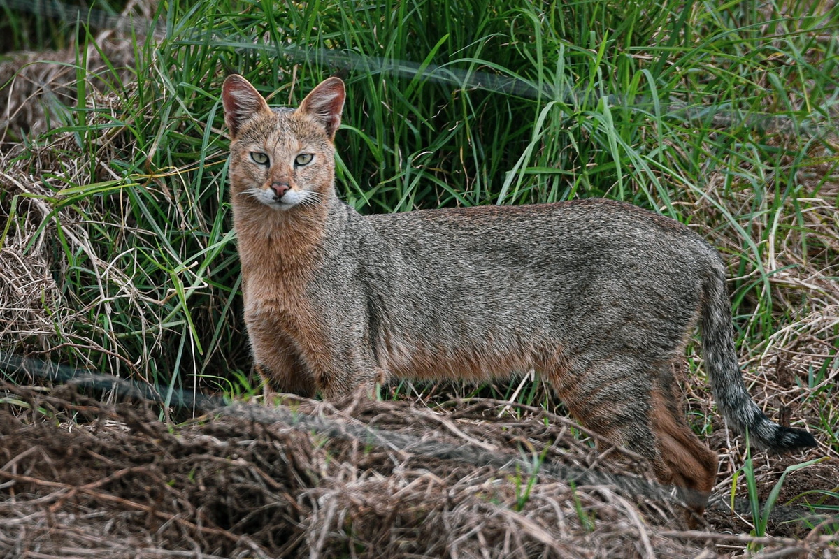 Chùm ảnh các loài mèo hoang dã hiếm có của Việt Nam: Mèo ri