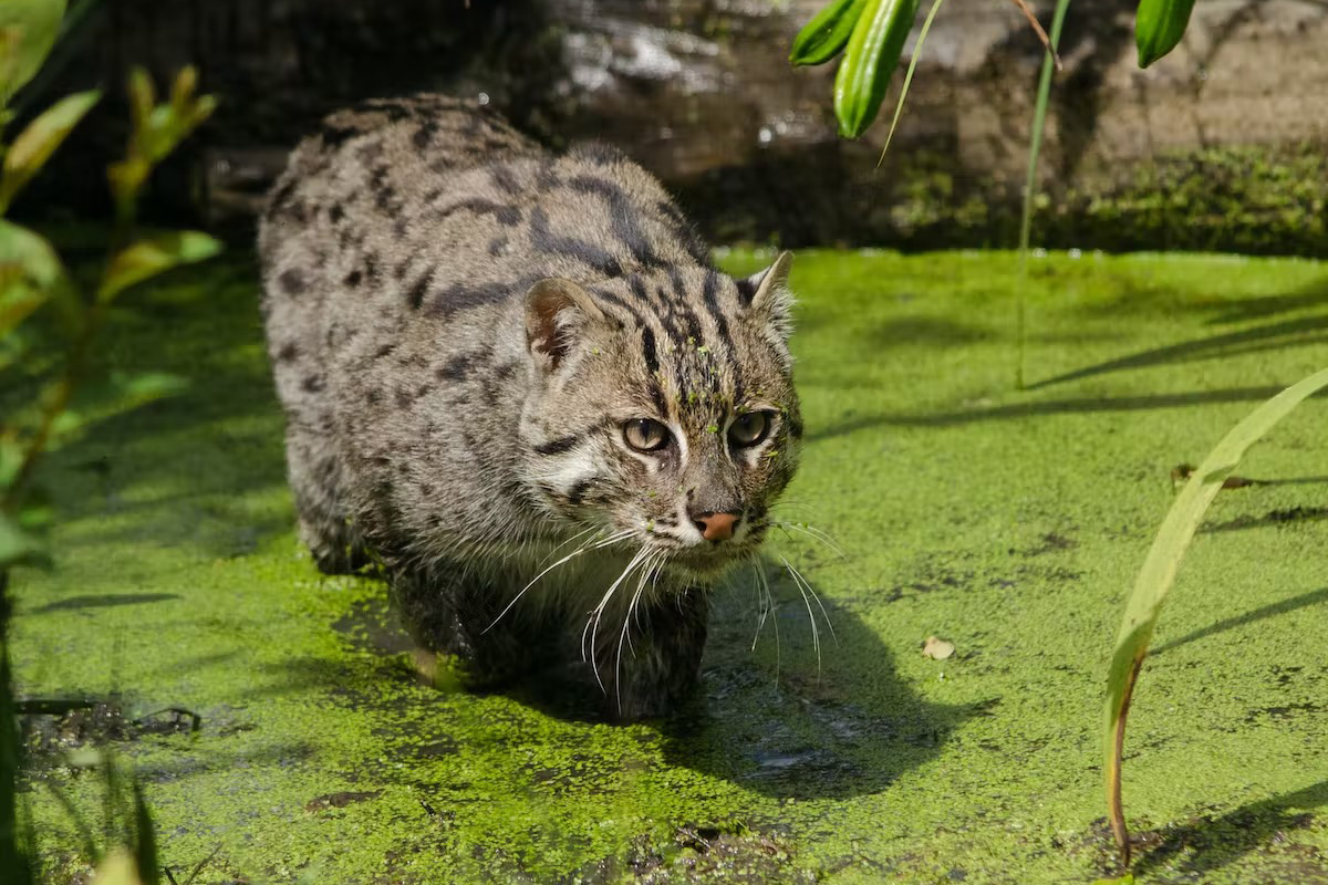 Chùm ảnh: Điểm danh 8 loài mèo hoang dã quý hiếm ở Việt Nam