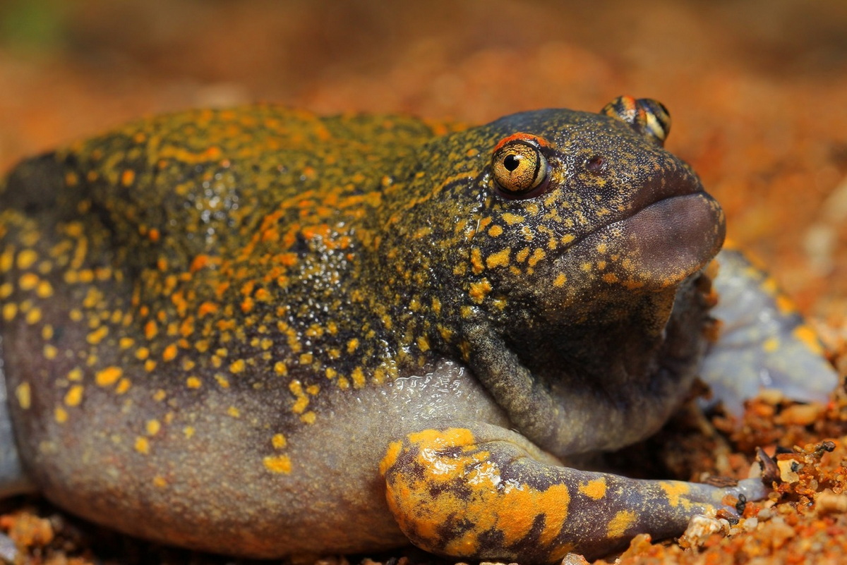 Chùm ảnh: Loài ếch trông như sinh vật ngoài hành tinh của Việt Nam