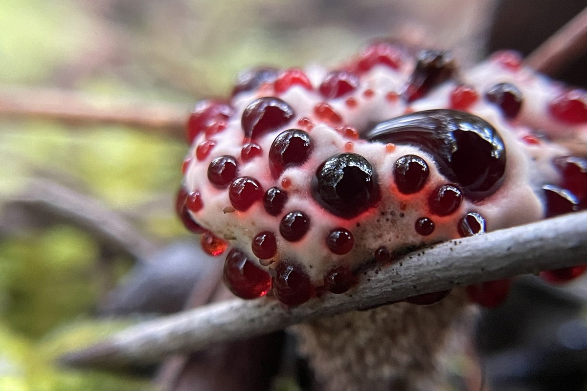 Chùm ảnh: Loài nấm ‘đẫm máu’ như hiện ra từ phim kinh dị