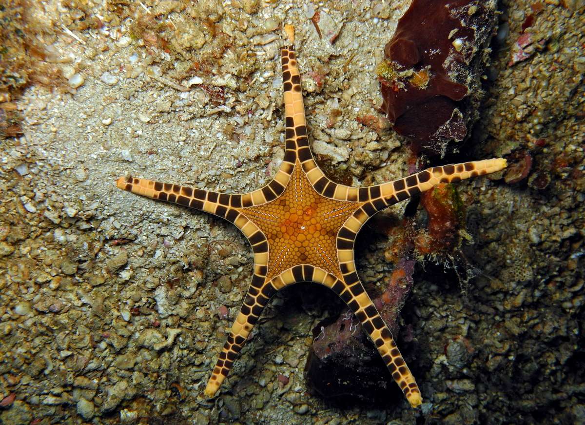 Chùm ảnh: Cận cảnh các loài sao biển kỳ lạ nhất quả đất