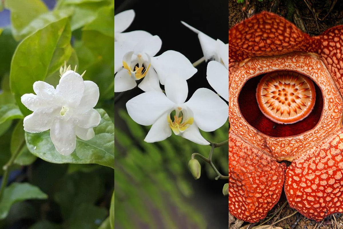 Chùm ảnh: Bộ sưu tập 40 loài hoa biểu tượng của các quốc gia