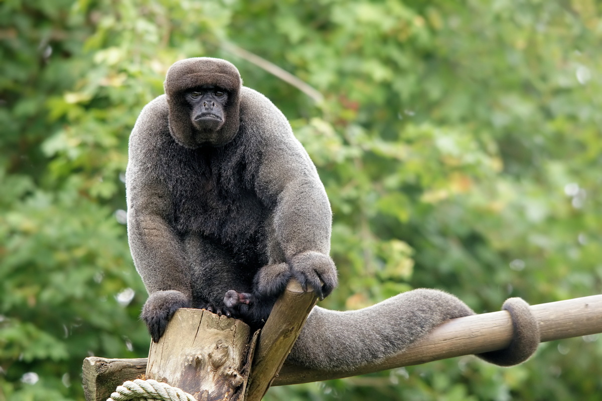 Chùm ảnh: Vẻ ngoài ấn tượng của những loài khỉ lớn nhất châu Mỹ