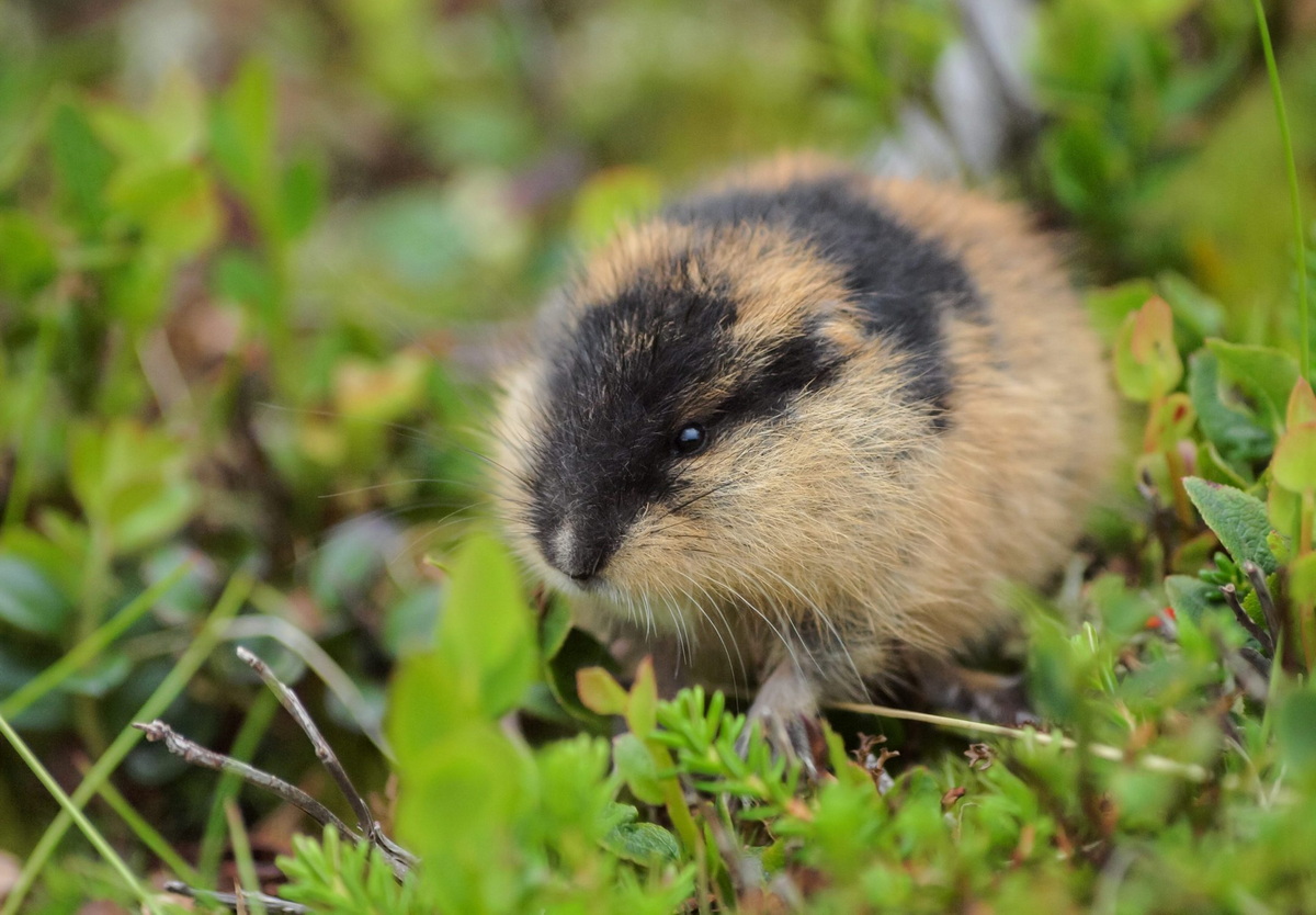 Chùm ảnh: Điều cực thú vị về các loài thuộc họ nhà chuột hamster