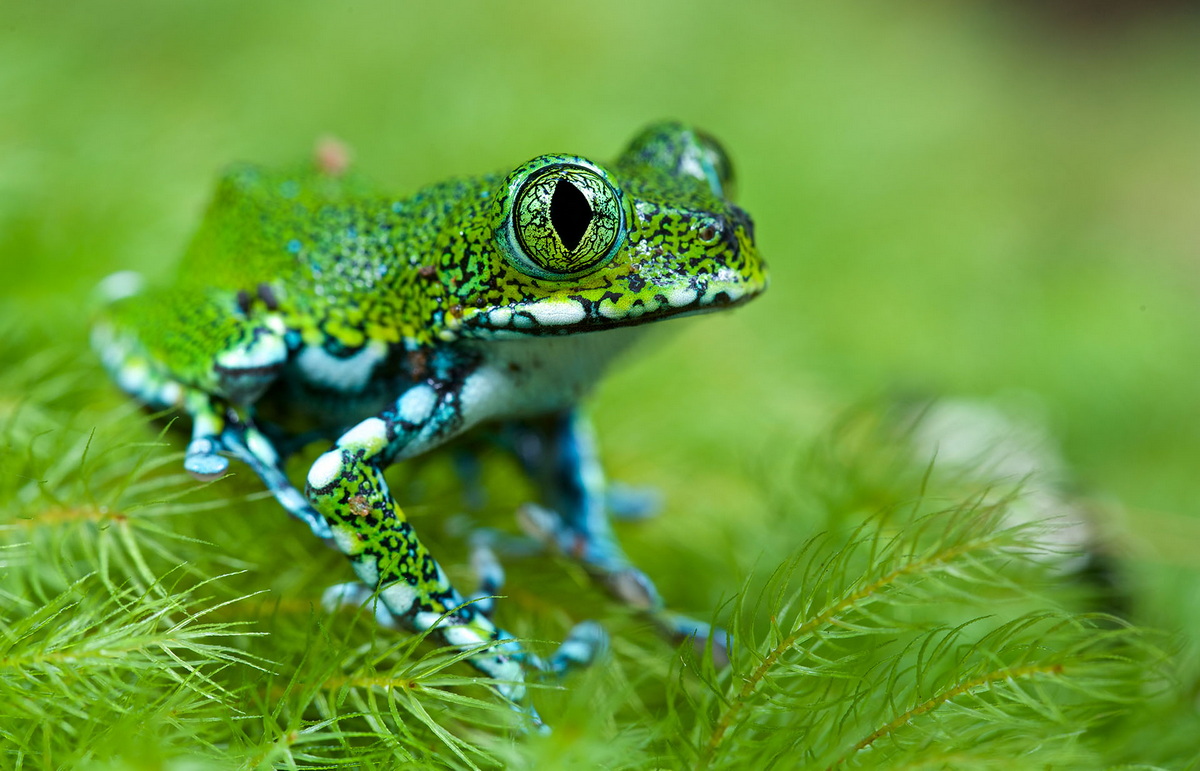 Chùm ảnh: Top 40 loài ếch có màu sắc ấn tượng nhất quả đất
