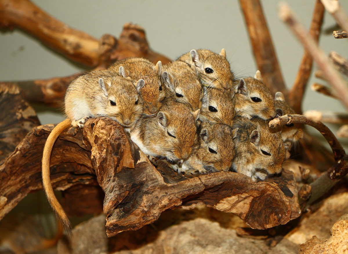 Chùm ảnh: Điểm danh những loài chuột hoang dã thú vị trên thế giới