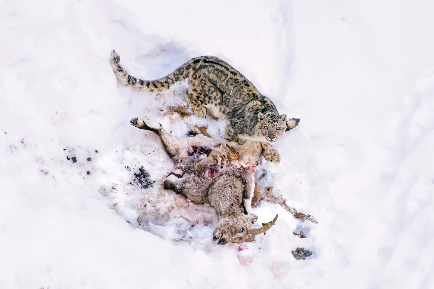 Chùm ảnh: Báo tuyết – loài mèo chúa tể trên dãy Himalaya
