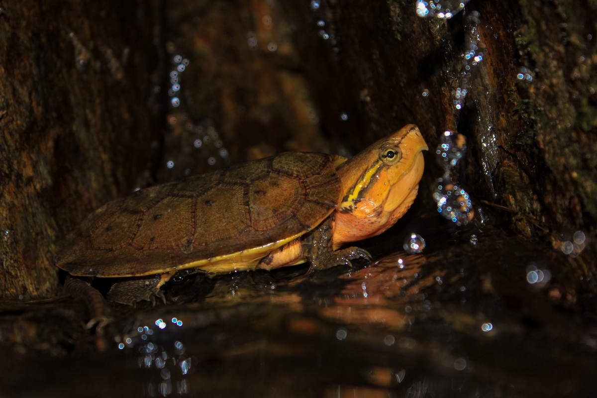 Chùm ảnh: Điểm danh 25 loài rùa bản địa quý hiếm của Việt Nam