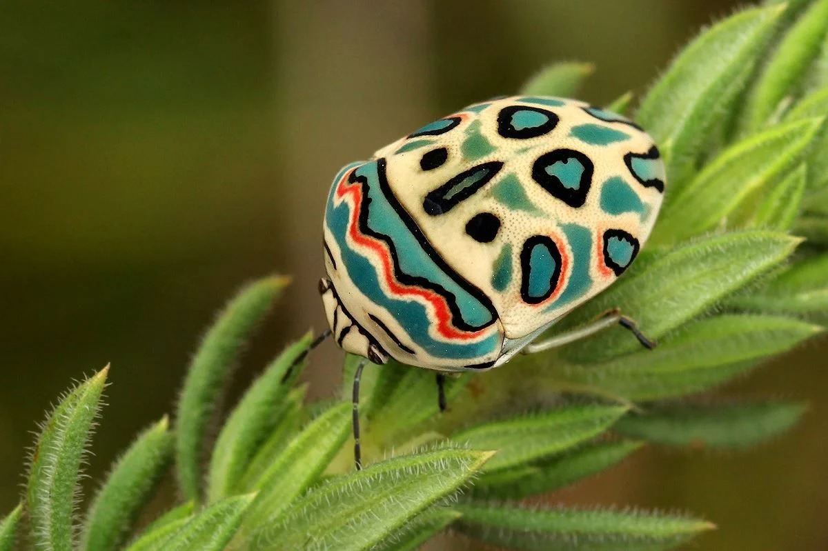 Chùm ảnh: Top 30 loài côn trùng có màu sắc rực rỡ nhất thế giới