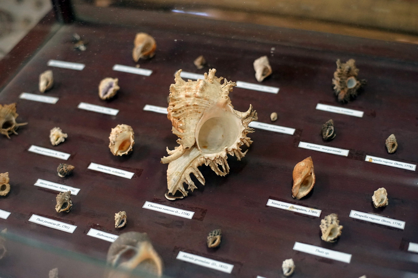 Chùm ảnh: Cận cảnh bộ sưu tập vỏ ốc ‘khủng’ nhất Việt Nam
