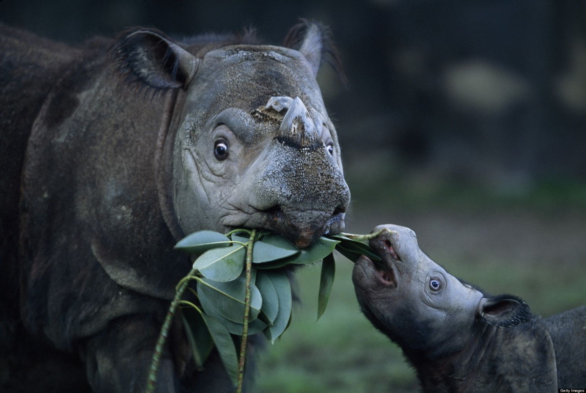 Chùm ảnh: Điểm danh những loài tê giác quý hiếm còn tồn tại trên quả đất