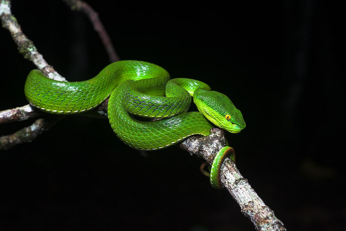 Chùm ảnh: Cận cảnh các loài rắn lục nổi tiếng nhất quả đất