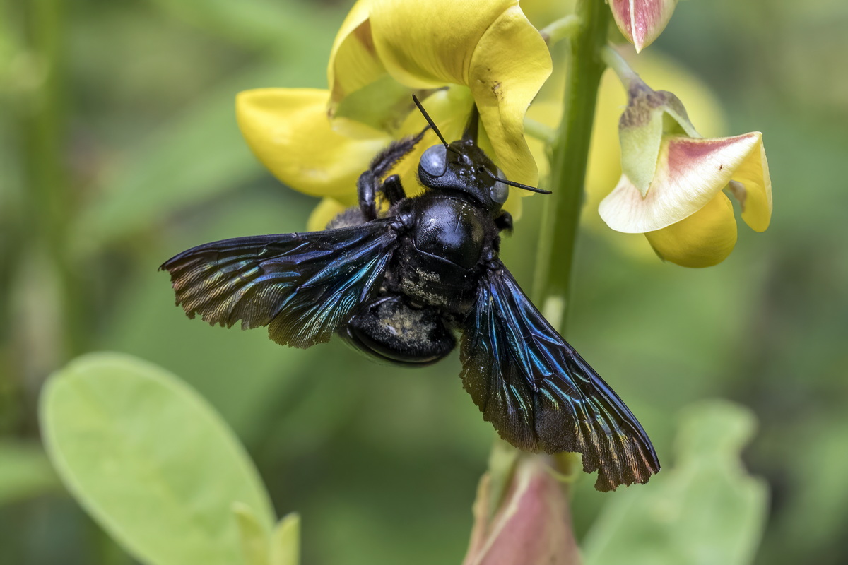 Chùm ảnh: Một số loài ong lý thú trên khắp thế giới