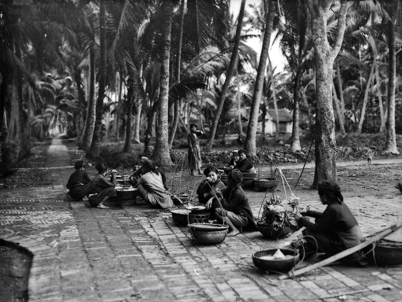 Ảnh cực hiếm về làng Dừa ở tỉnh Hà Đông thập niên 1920