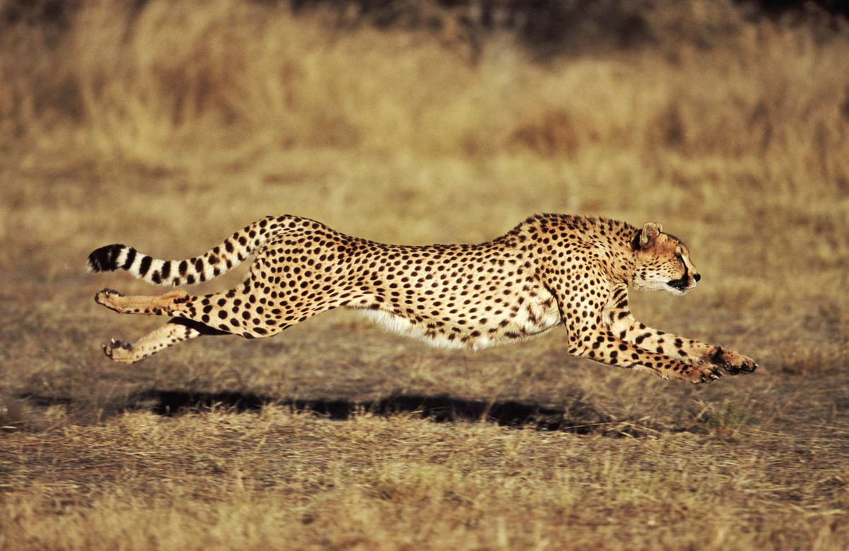 Chùm ảnh: Những điều ít người biết về loài mèo chạy nhanh nhất thế giới