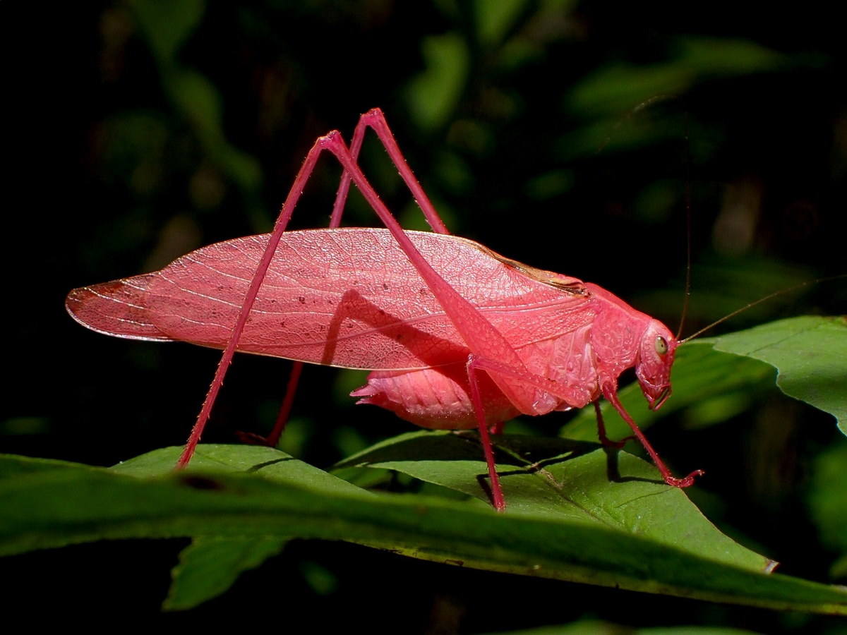 Chùm ảnh: Những loài côn trùng màu hồng quyến rũ nhất thế giới