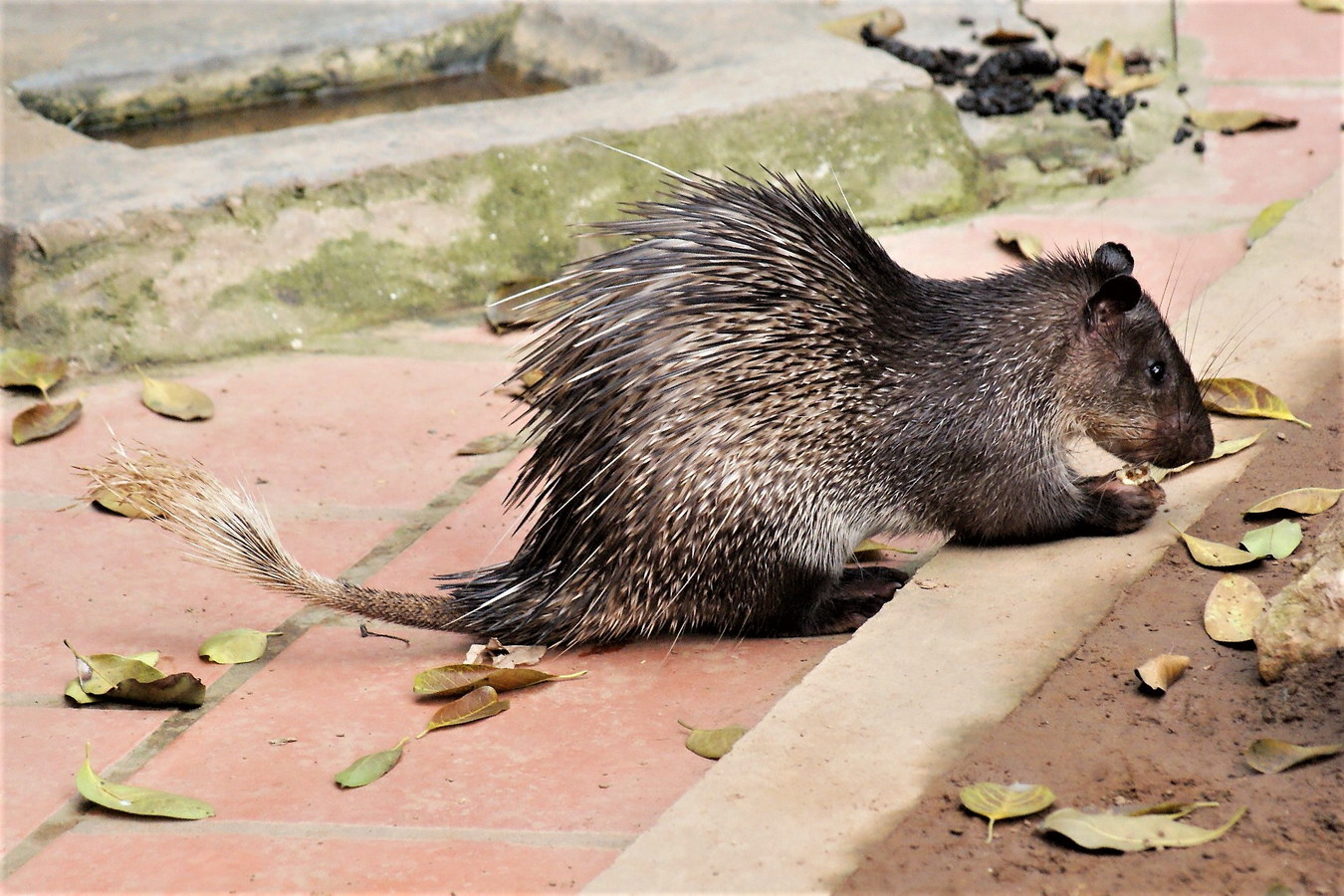 Chùm ảnh: Loài thú trông như con lai của nhím và chuột cống ở Việt Nam