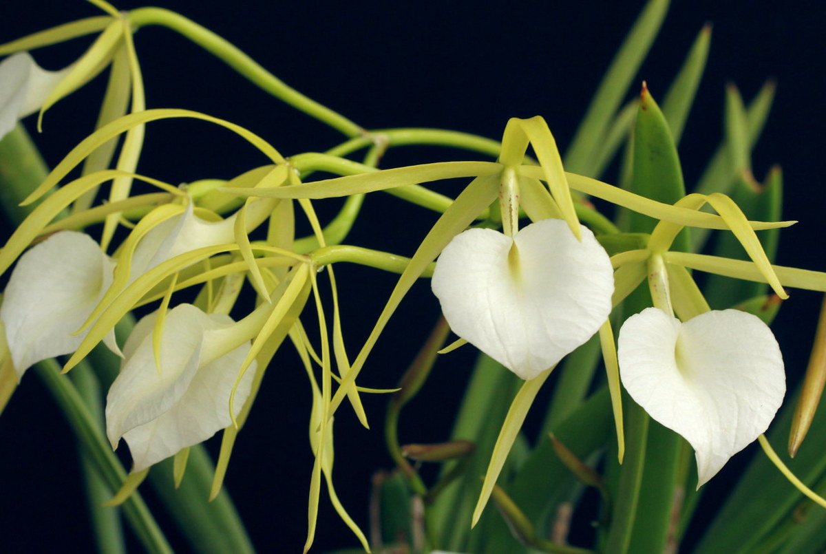 Chùm ảnh: Top 30 loài hoa phong lan đẹp và độc lạ nhất thế giới
