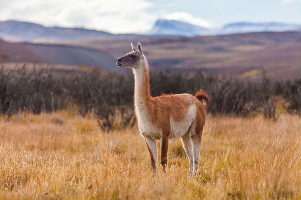 Chùm ảnh: Khám phá thú vị về các loài lạc đà trên thế giới