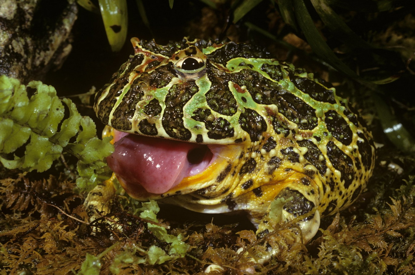 Chùm ảnh: Loài ếch có thể ‘nuốt chửng cả thế giới’, chỉ có ở Nam Mỹ