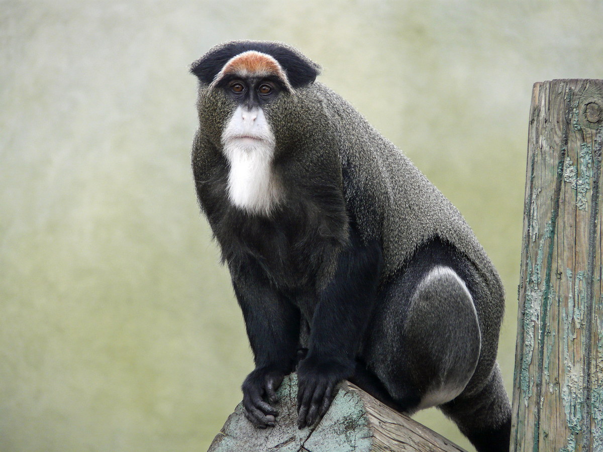 Chùm ảnh: Những loài khỉ thú vị chỉ có ở lục địa châu Phi