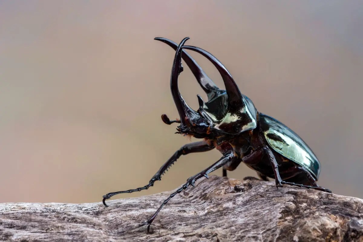 Chùm ảnh: 12 loài bọ cánh cứng có vẻ ngoài cực ấn tượng của Việt Nam