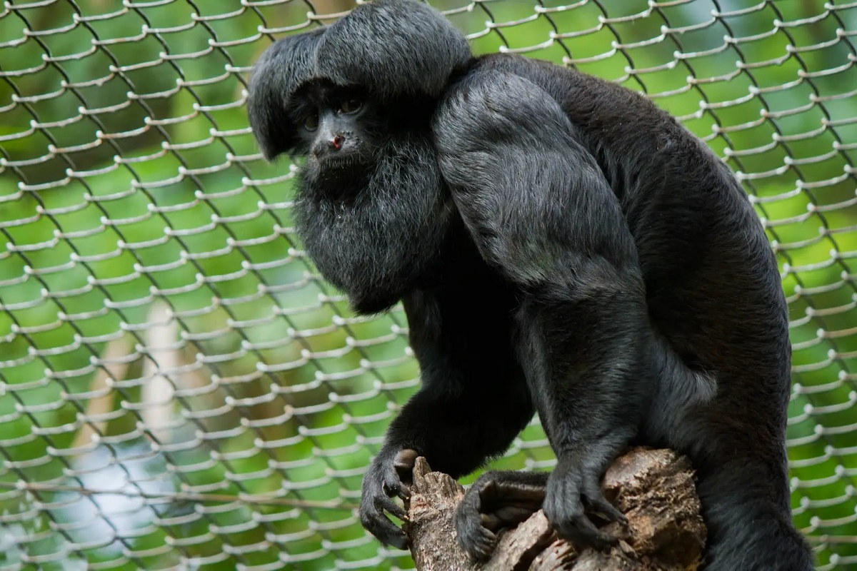 Chùm ảnh: Những loài khỉ kỳ lạ chỉ có ở châu Mỹ