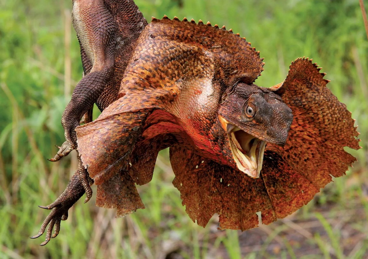 Chùm ảnh: Những loài nhông kỳ quái nhất thế giới – Việt Nam có 4 loài