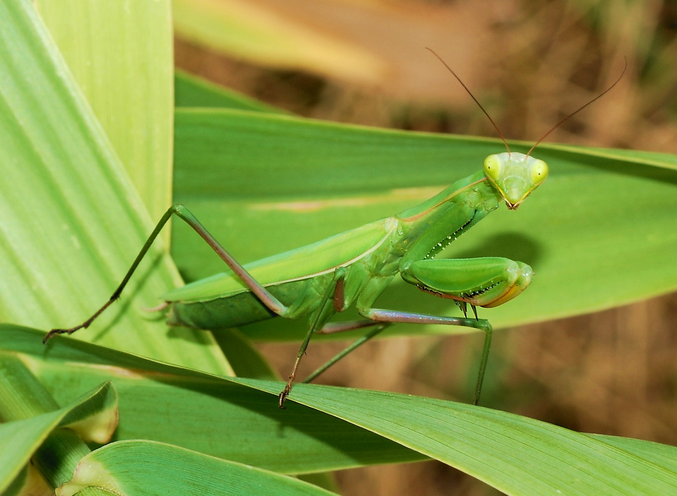 Chùm ảnh: 6 loài côn trùng nguy cấp, có tên trong Sách Đỏ Việt Nam