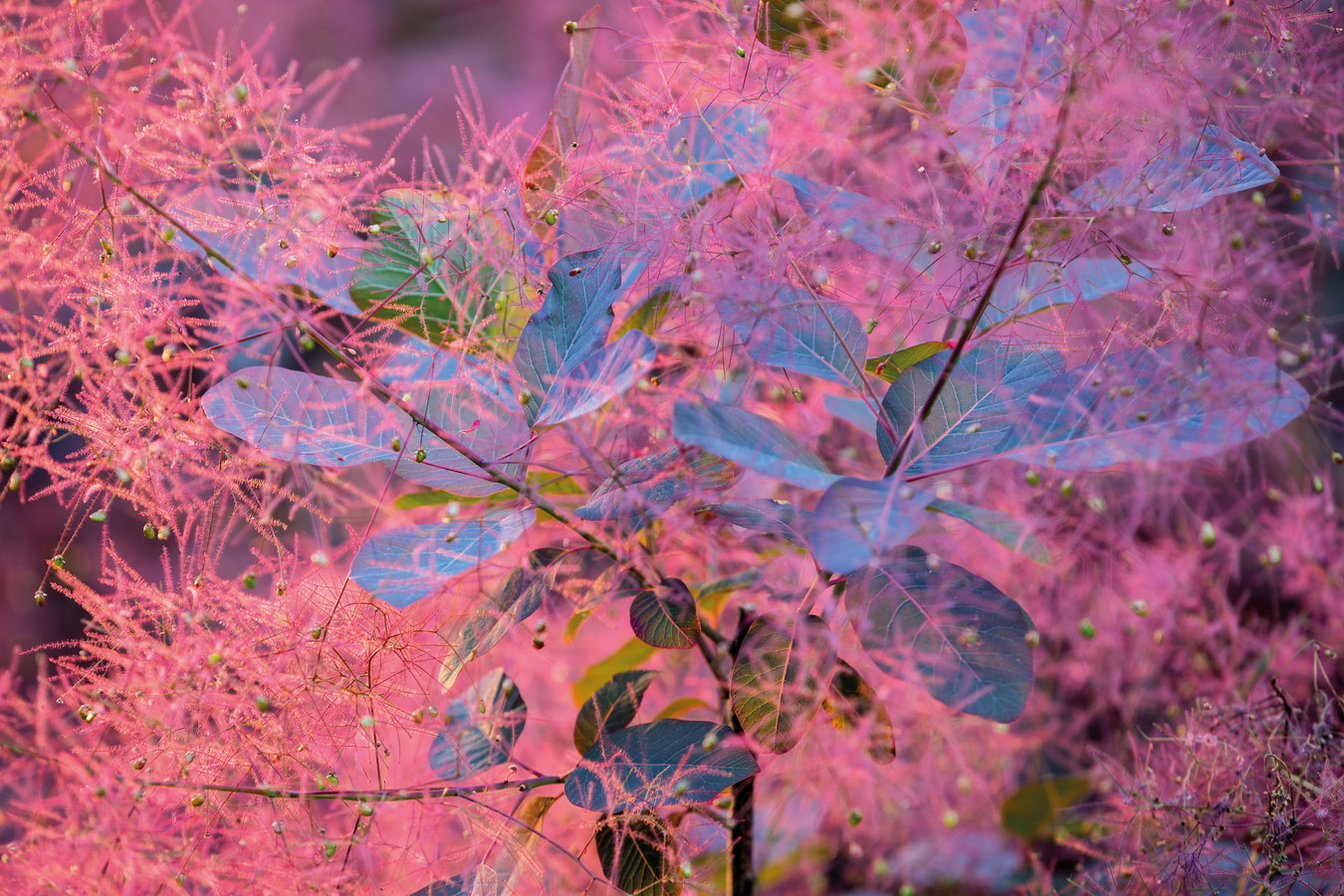 Chùm ảnh: Loài cây có 1-0-2 thế giới ‘bốc khói’ khi hoa nở