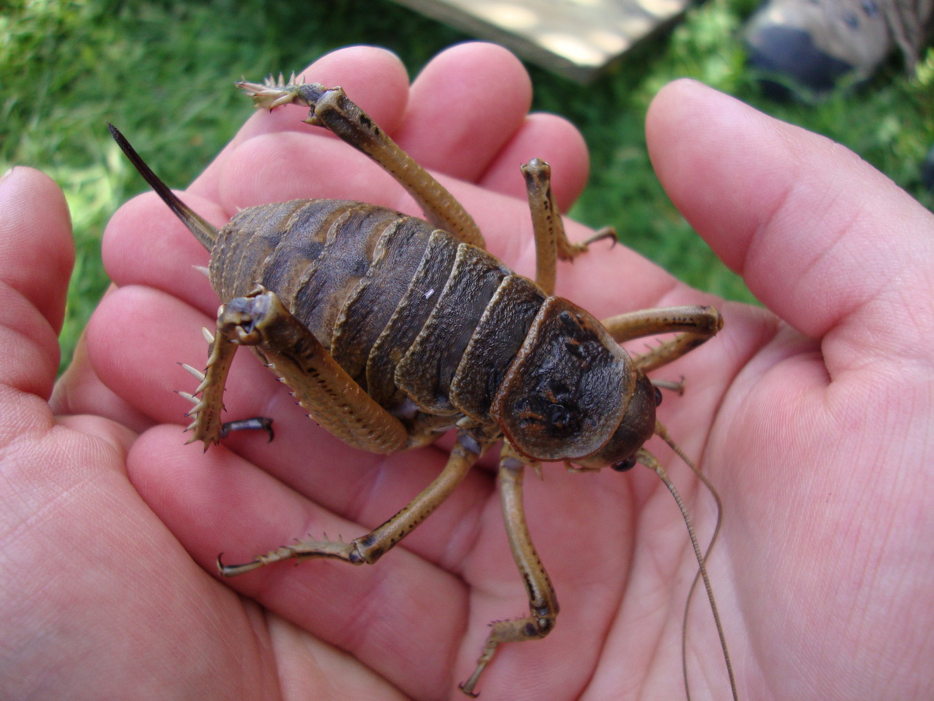 Chùm ảnh: Top 10 loài côn trùng lớn nhất thế giới