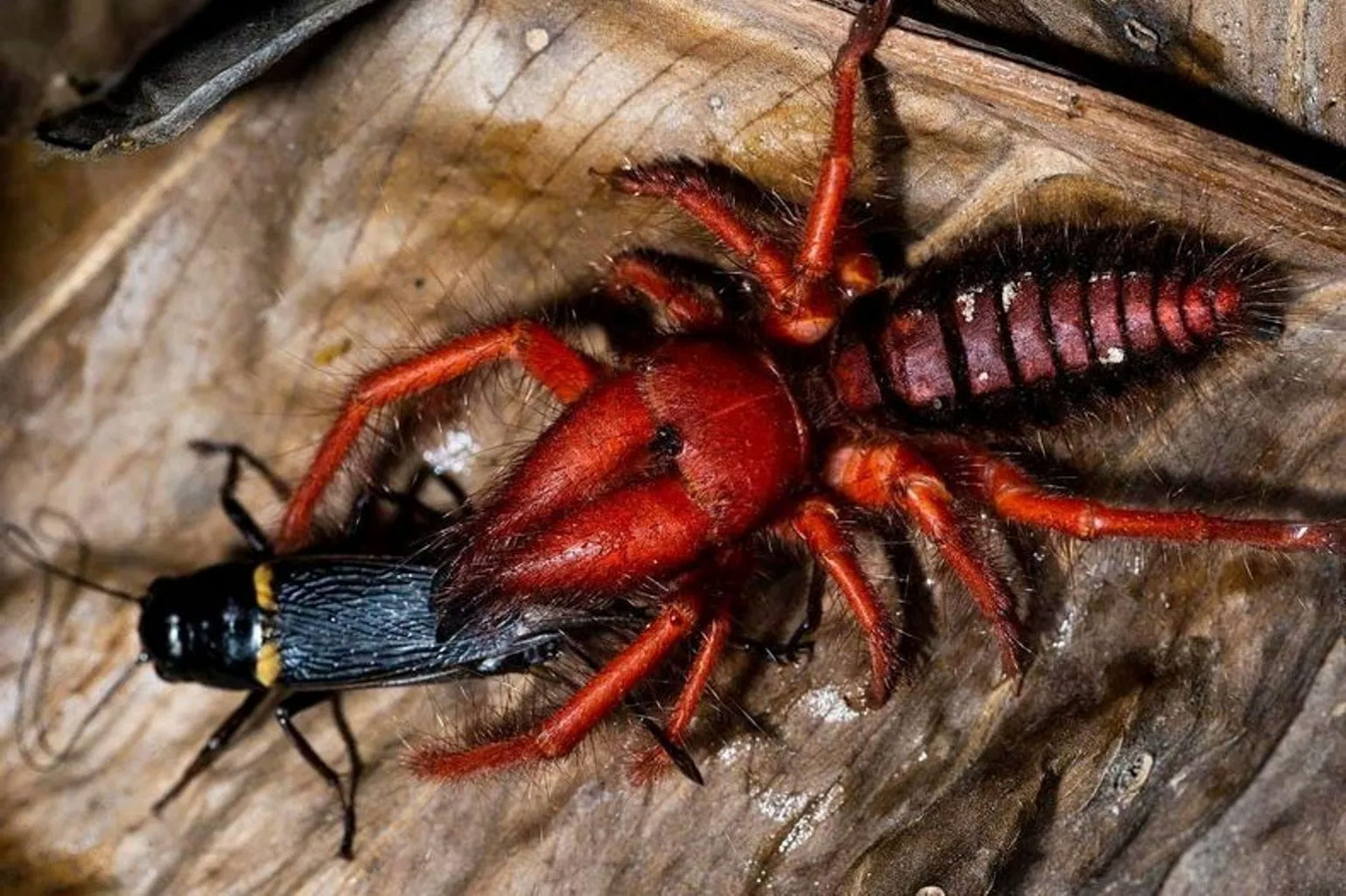 Chùm ảnh: Loài nhện lạc đà đỏ rực chỉ có ở Việt Nam
