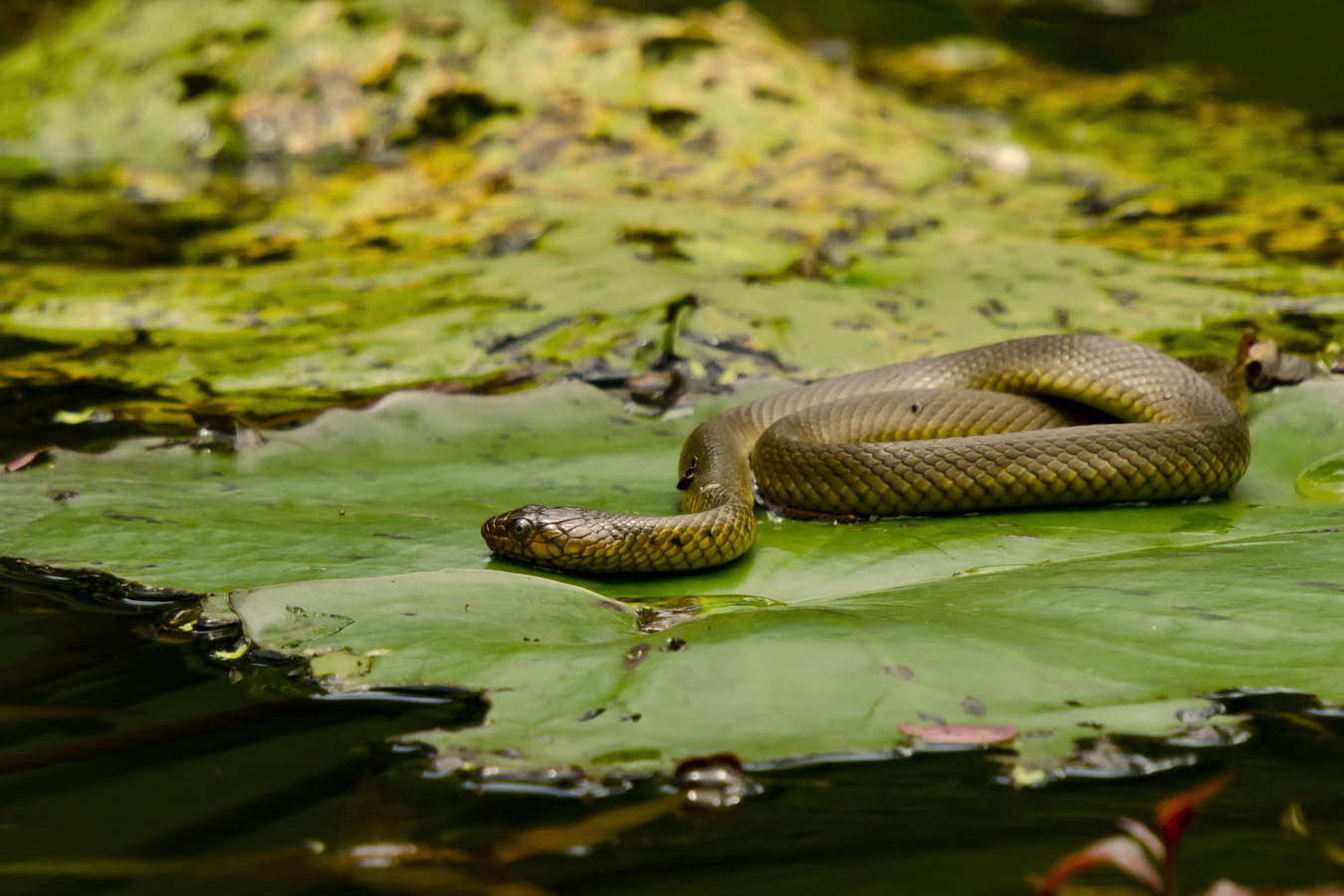 Chùm ảnh: Những loài rắn nước độc đáo của Việt Nam