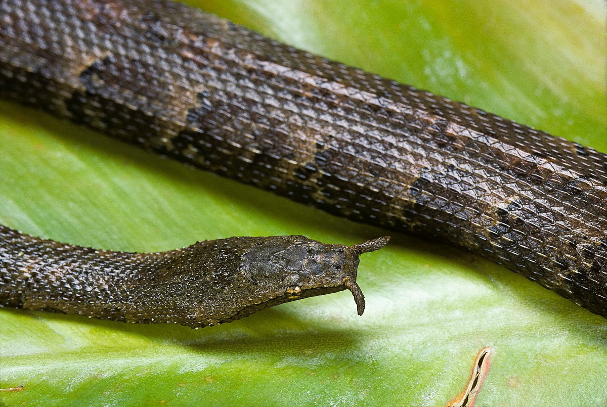 Chùm ảnh: Loài rắn ‘mọc râu’ có một không hai của Việt Nam