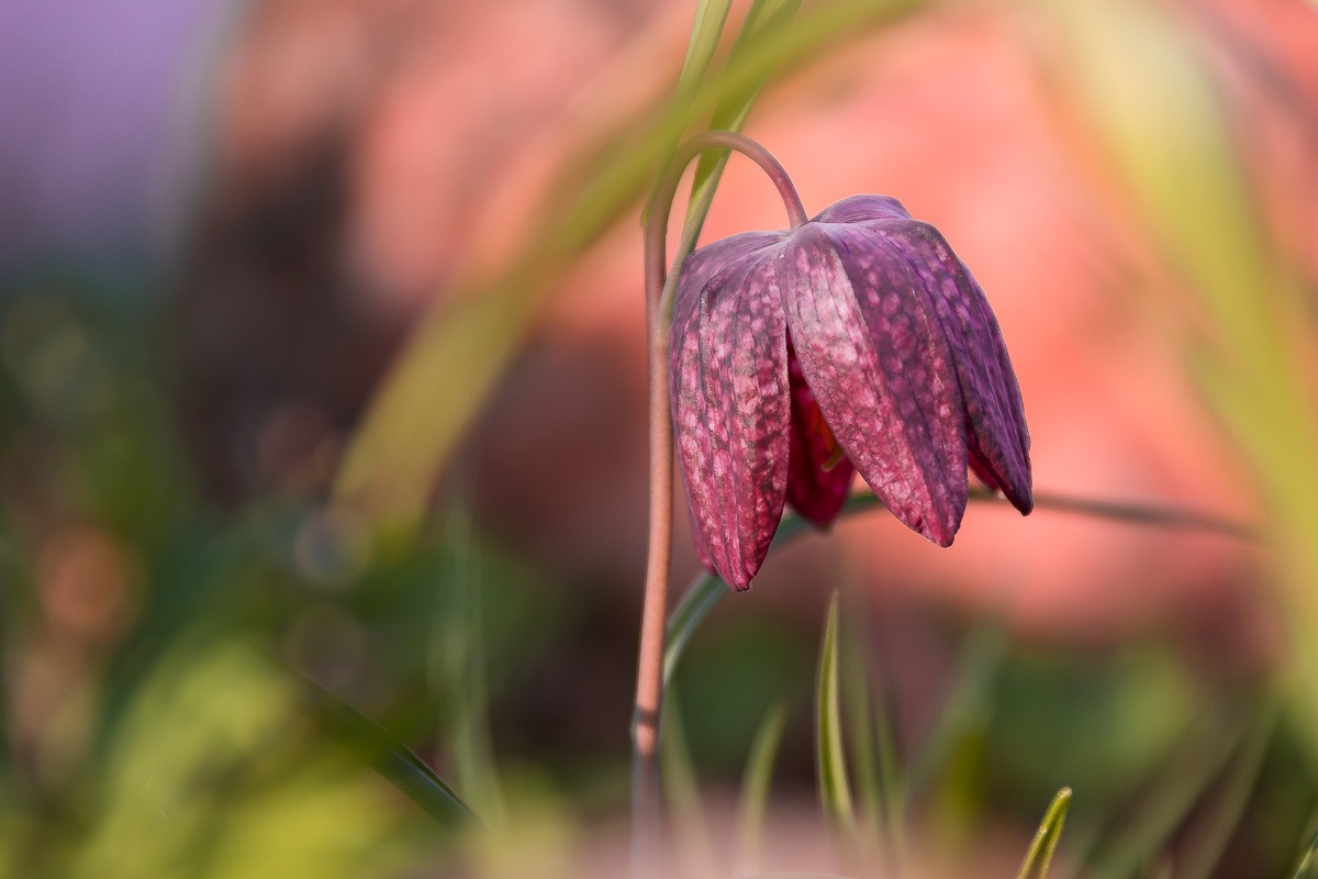 Chùm ảnh: Cận cảnh những loài hoa loa kèn kỳ lạ nhất thế giới