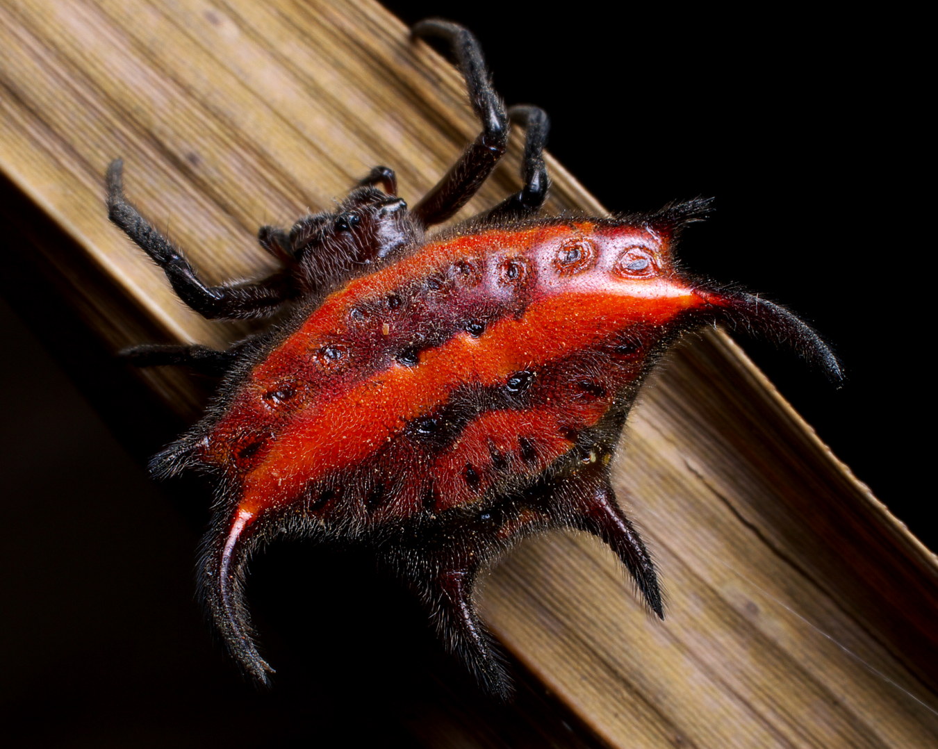 Chùm ảnh: Loài nhện có hình thù kỳ dị nhất thế giới, Việt Nam đầy rẫy