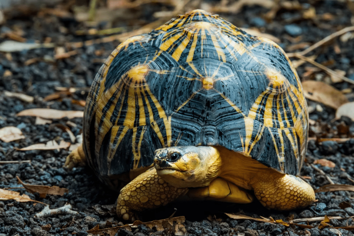 Chùm ảnh: Rùa sao Ấn Độ – loài rùa ‘đẹp nhất thế giới’