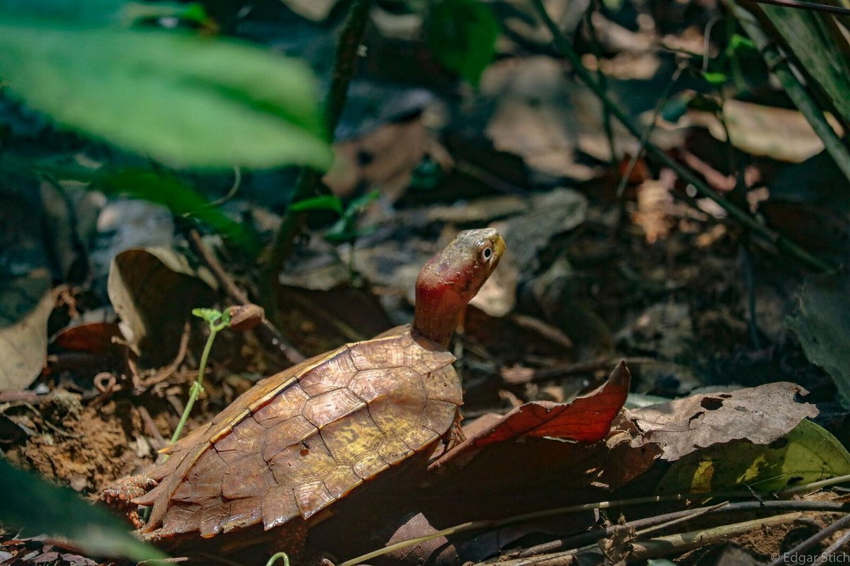 Chùm ảnh: Loài rùa vàng rực đầy gai quý hiếm của Việt Nam