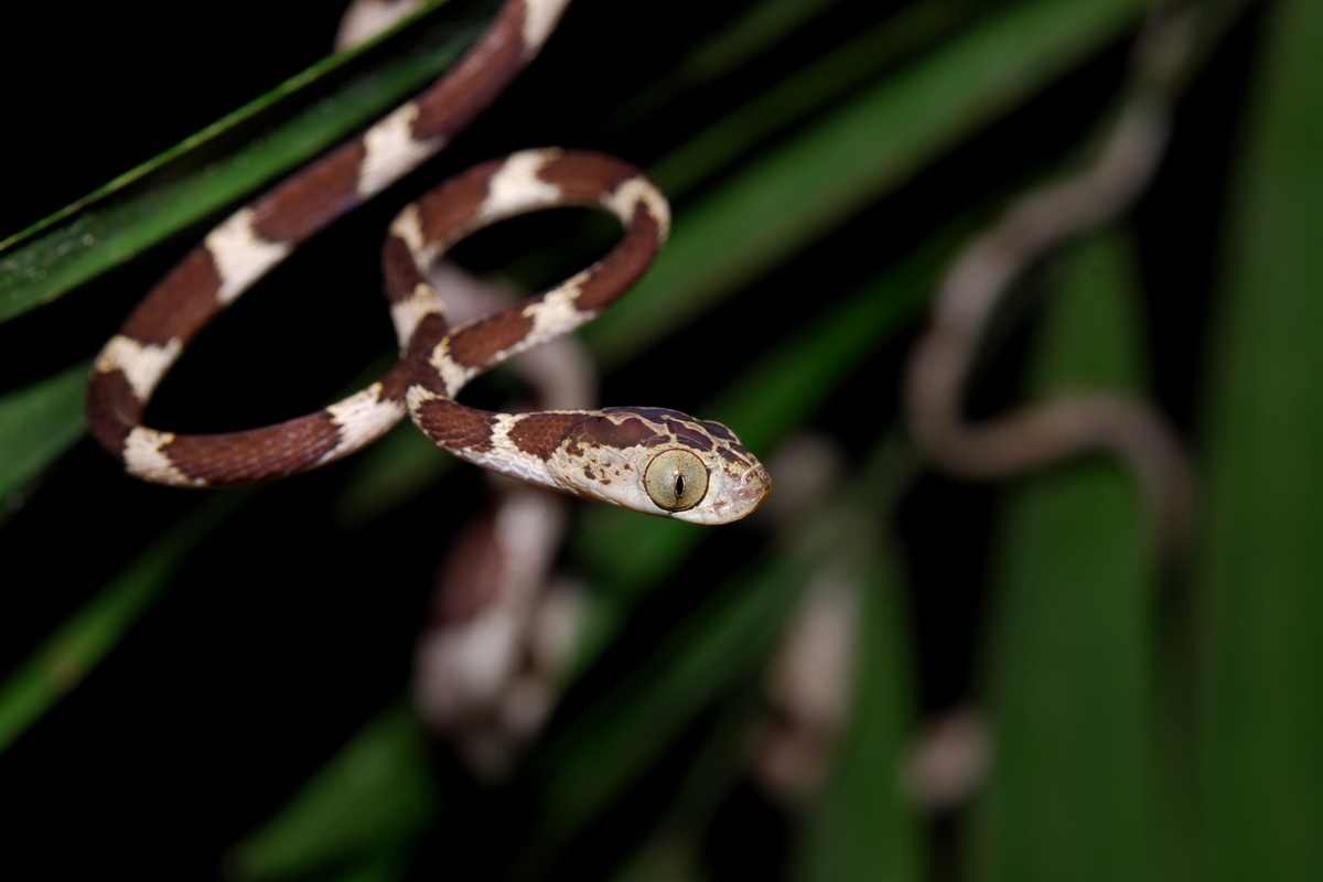 Chùm ảnh: Cận cảnh những loài rắn nước độc đáo nhất thế giới