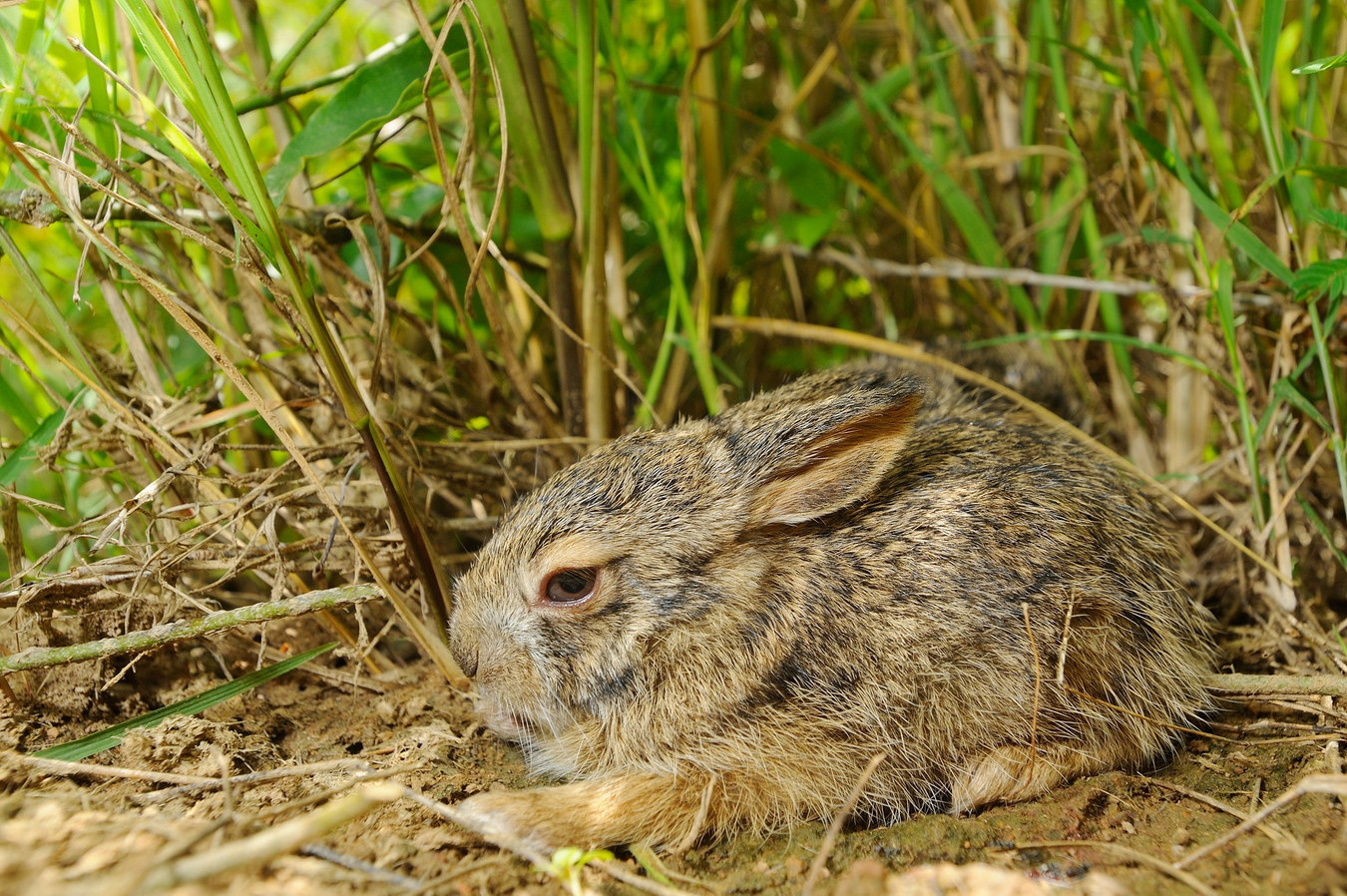 Chùm ảnh: Những tiết lộ thú vị về loài thỏ nâu bản địa Việt Nam