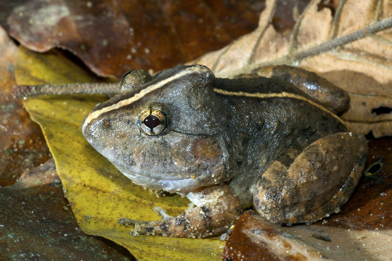 Chùm ảnh: Những loài ếch nhái có vẻ ngoài ấn tượng nhất Việt Nam