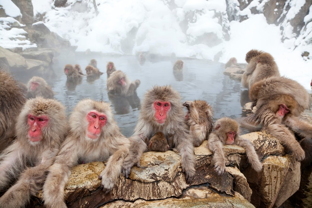 Chùm ảnh: Điểm danh các loài khỉ nổi tiếng nhất châu Á
