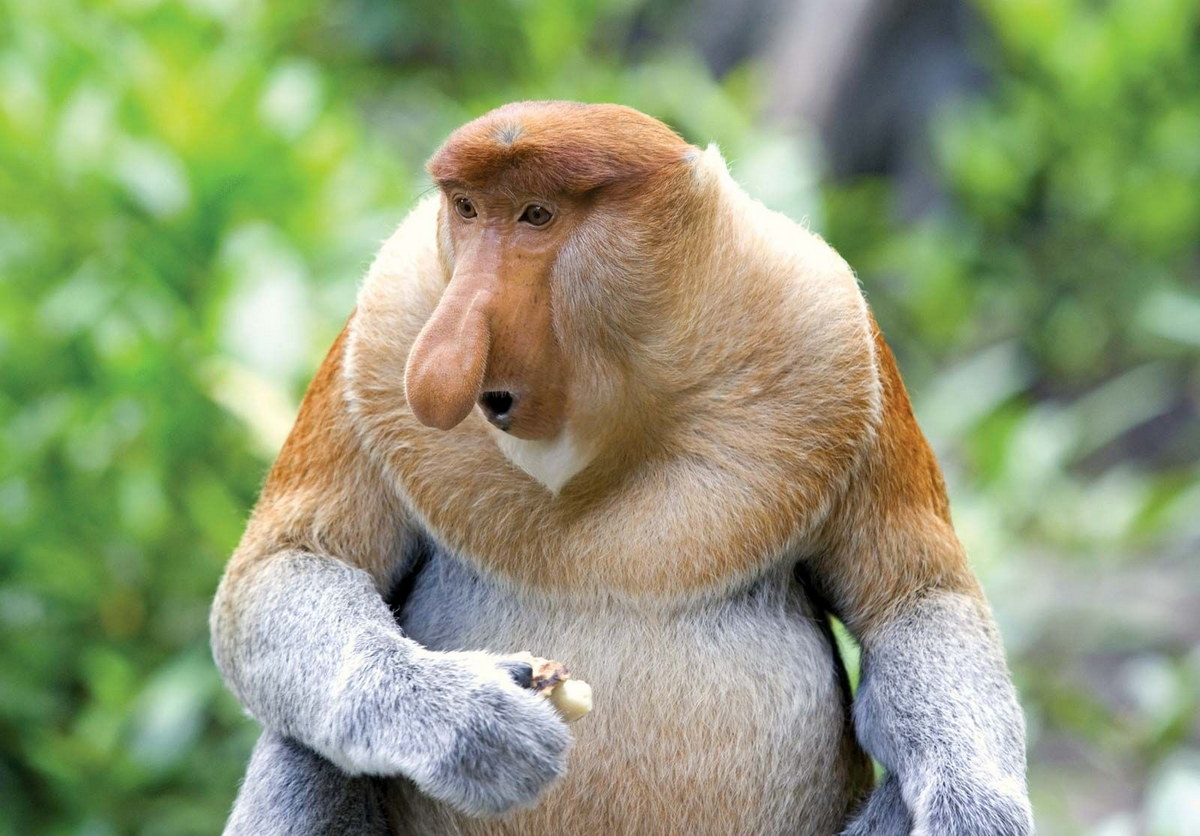 Chùm ảnh: Cận cảnh loài khỉ có vòi duy nhất trên thế giới