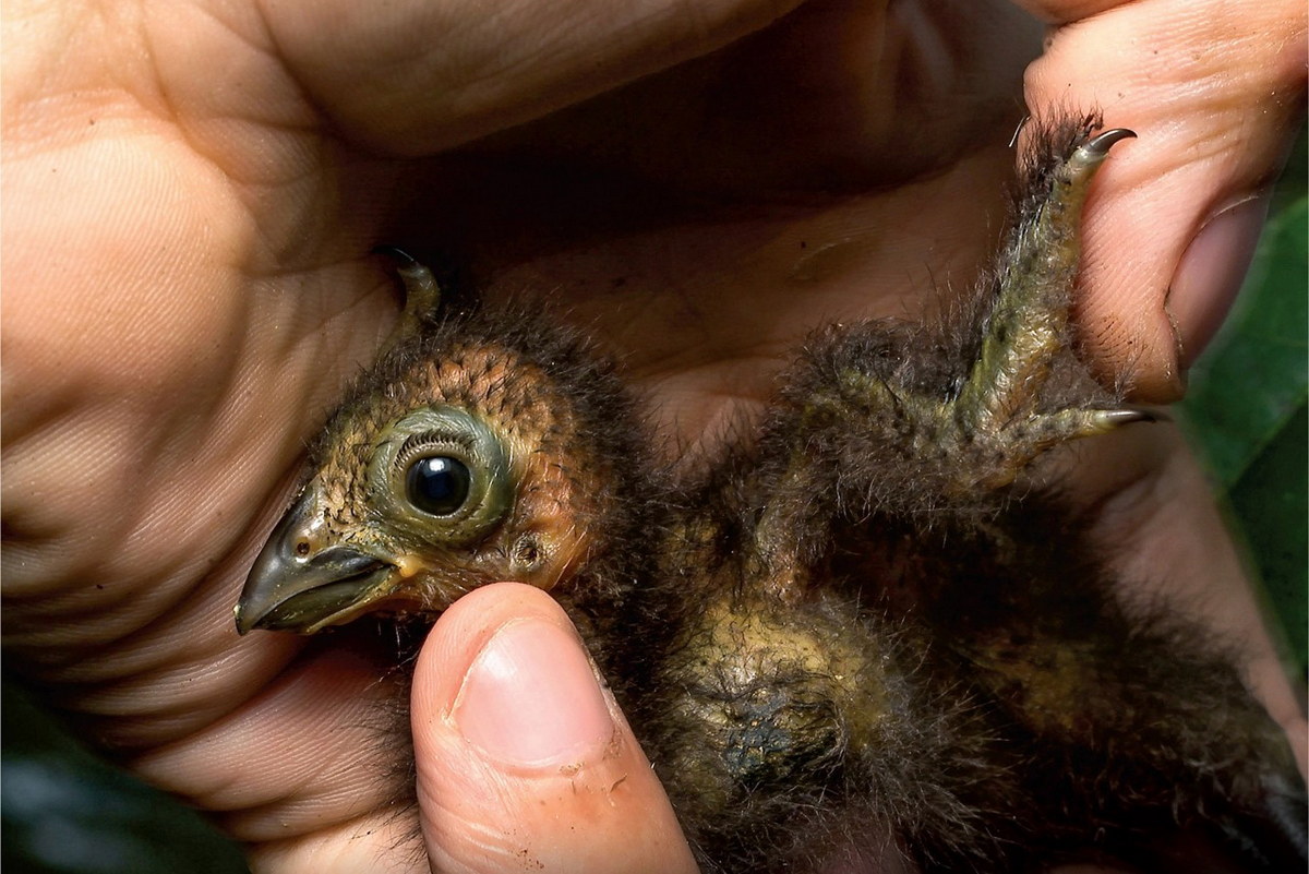Chùm ảnh: Loài chim duy nhất trên thế giới có móng vuốt ở cánh