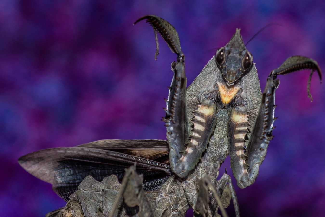 Chùm ảnh: Loài bọ ngựa như đến từ phim khoa học viễn tưởng của Việt Nam