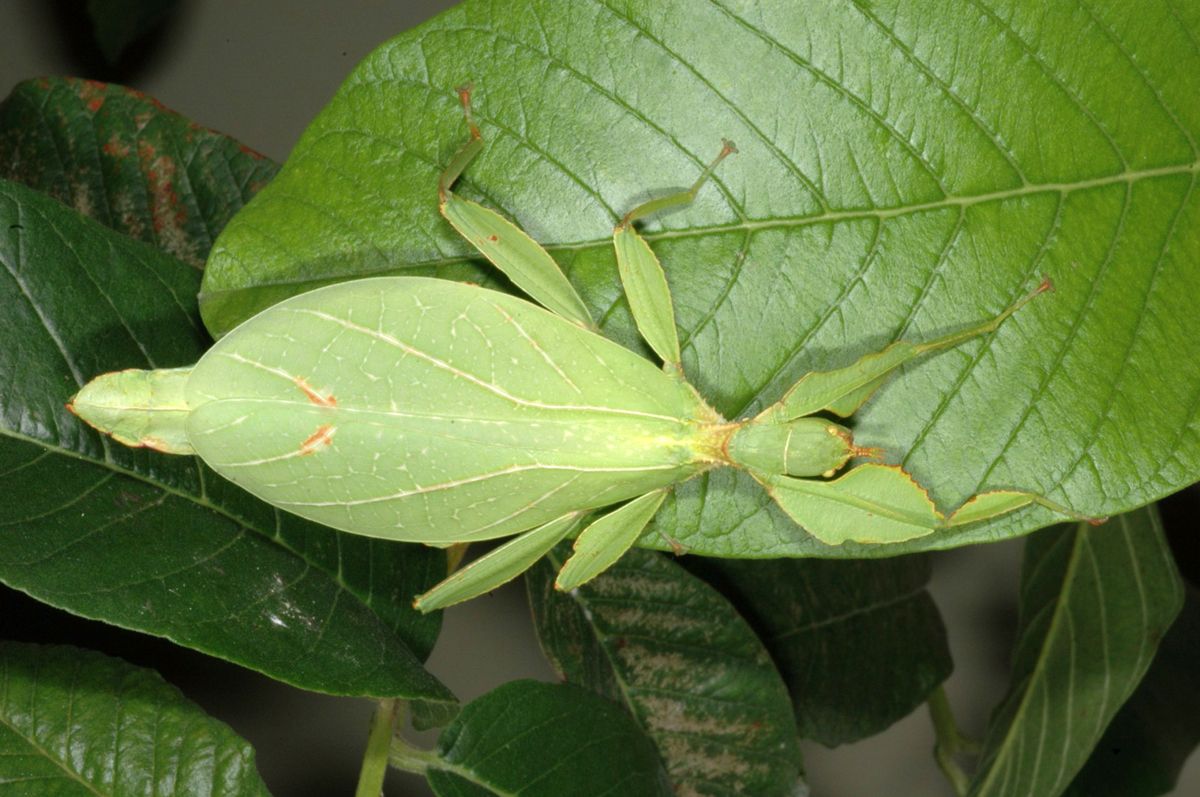 Chùm ảnh: Loài côn trùng hình cái lá cực dị, có trong sách đỏ Việt Nam