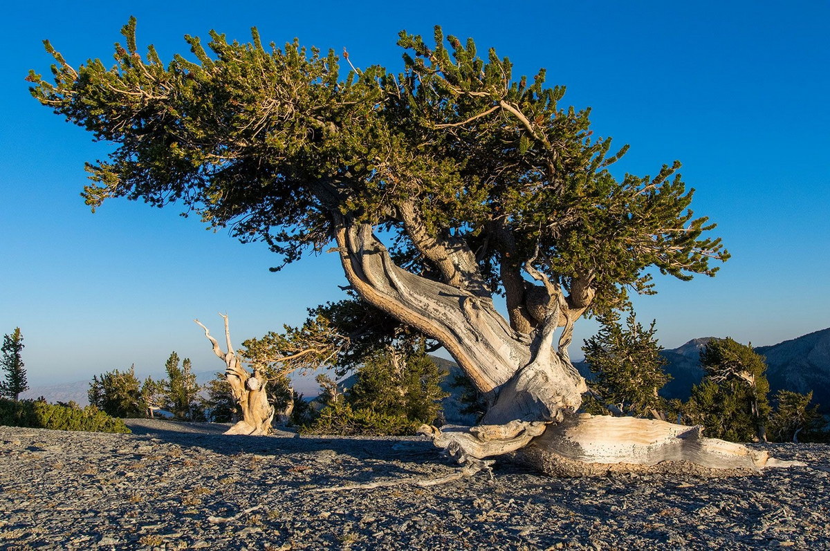 Chùm ảnh: Loài cây thọ nhất quả đất, có thể sống tới 5.000 năm