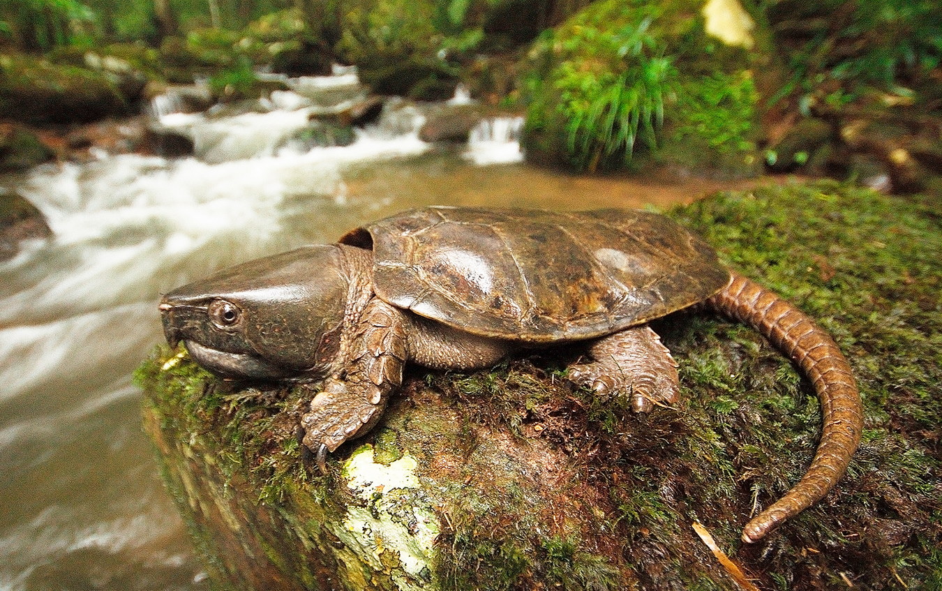 Chùm ảnh: Loài rùa kỳ lạ nhất Việt Nam – đừng bắt nếu không muốn vào tù