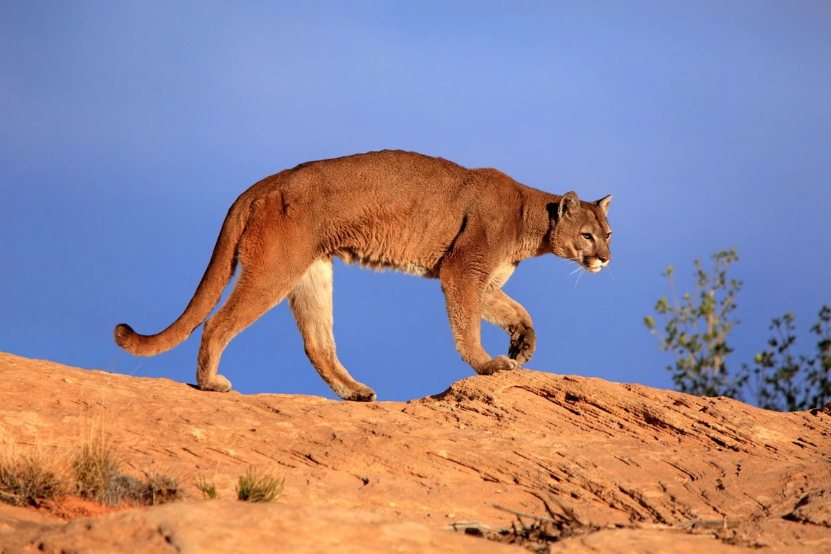 Chùm ảnh: Báo sư tử – loài mèo khổng lồ đáng sợ nhất nước Mỹ
