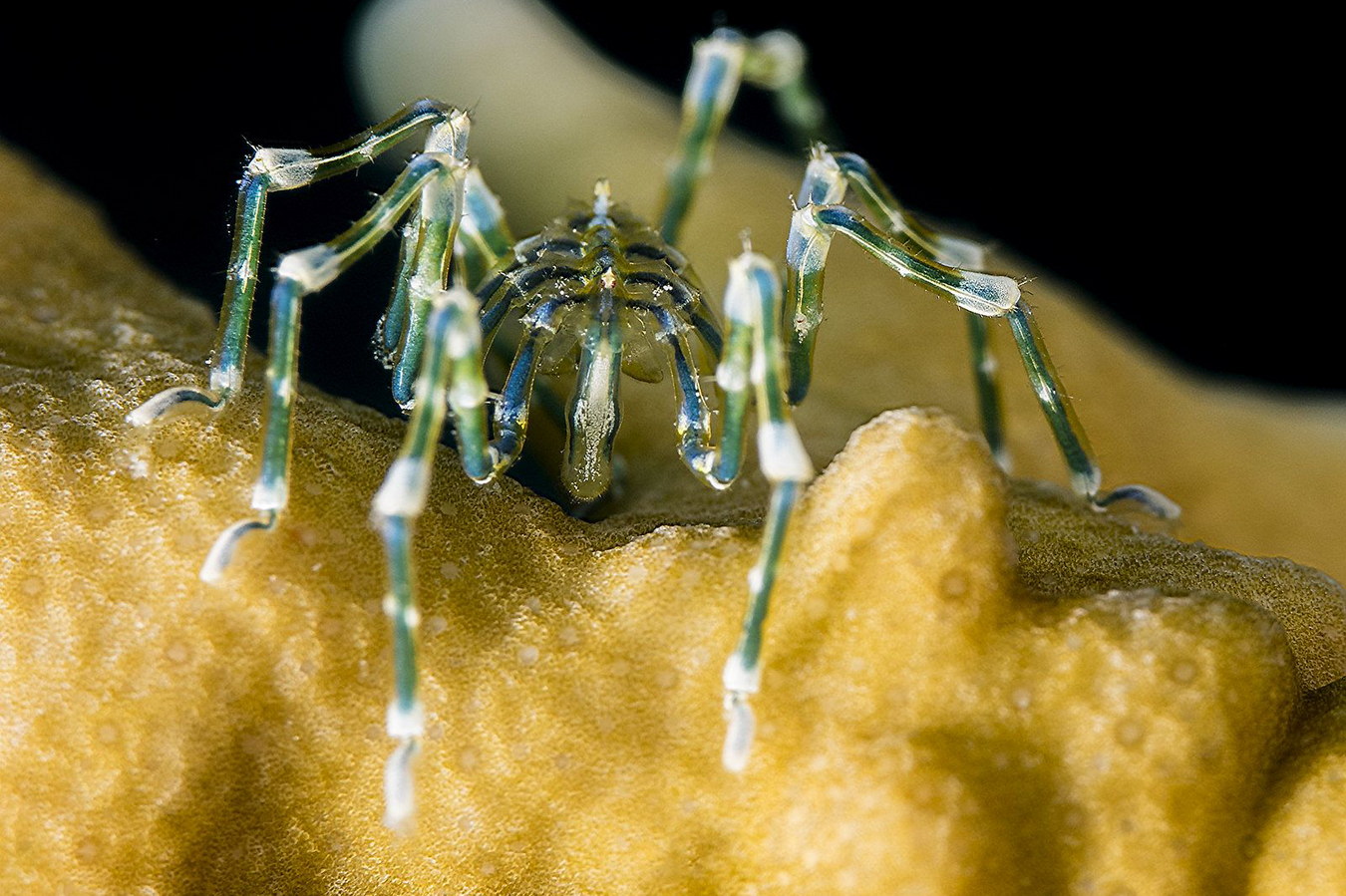Chùm ảnh: Thế giới của các loài nhện biển – sinh vật bí ẩn nhất đại dương
